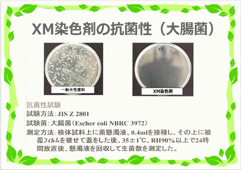 XM抗菌性（大腸菌）
